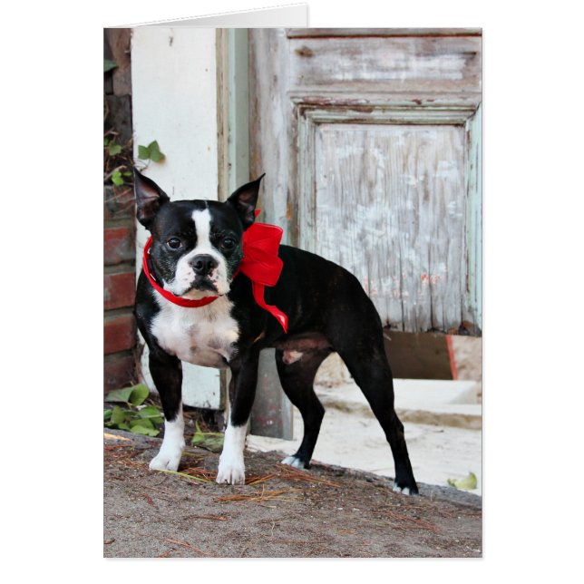 Boston Terrier - milles (Devant)