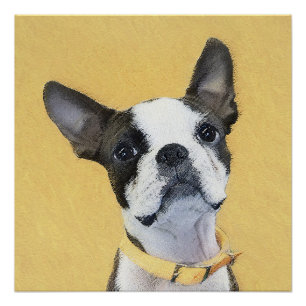 Boston Terrier Painting - Cute Original Dog Art Perfect Poster