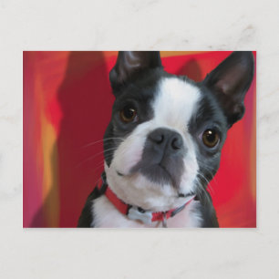Boston Terrier Post Card Briefkaart