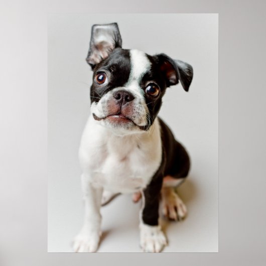 Boston Terrier Poster (Voorkant)