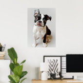 Boston Terrier Poster (Thuiskantoor)