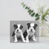 Boston Terrier Puppies briefkaart (Staand voorkant)