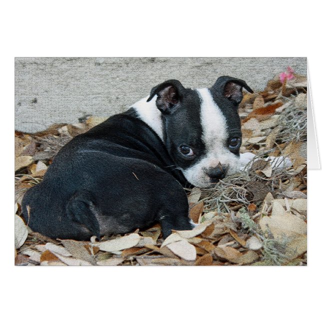 Boston Terrier Puppy (Devant horizontal)