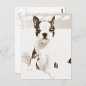 Boston Terrier Puppy 2 Briefkaart (Voorkant / Achterkant)