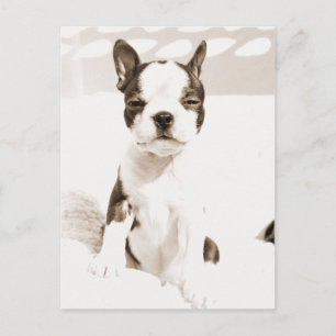 Boston Terrier Puppy 2 Briefkaart