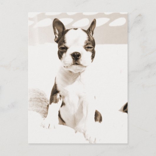 Boston Terrier Puppy 2 Briefkaart (Voorkant)