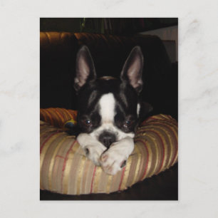 Boston Terrier puppy briefkaart