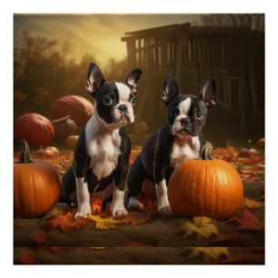 Boston Terrier Puppy Herfst Plezier Pompoen Perfect Poster