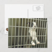 Boston Terrier Puppy in de opvangkooi Briefkaart (Voorkant / Achterkant)