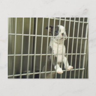Boston Terrier Puppy in de opvangkooi Briefkaart
