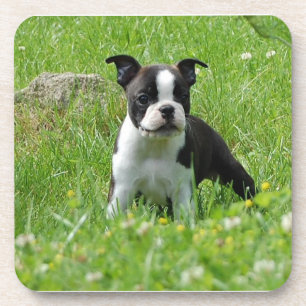 Boston Terrier Puppy in Meadow Onderzetter Set