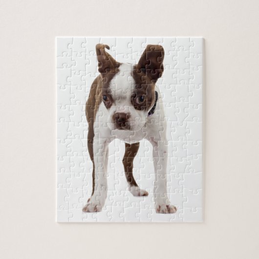 Boston Terrier Puppy Legpuzzel (Verticaal)