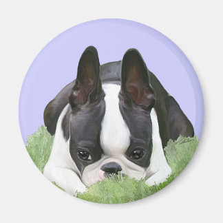 Boston terrier puppy rust magneet
