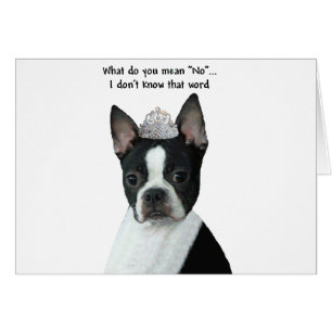 Boston Terrier : Qu'Est-Ce Que Tu Veux Dire "Non"