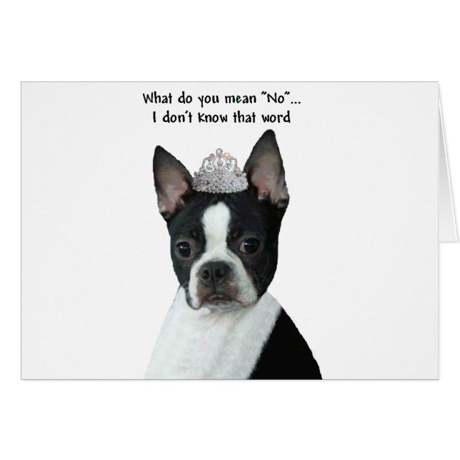 Boston Terrier : Qu'Est-Ce Que Tu Veux Dire "Non"  (Devant horizontal)