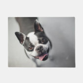 Boston Terrier regarde vers le tapis (Devant)