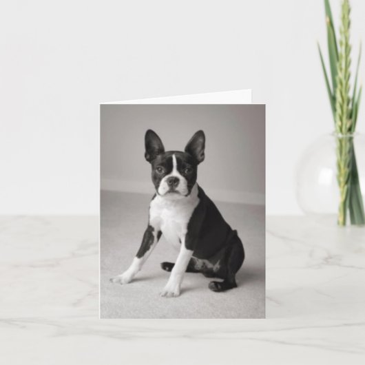 Boston Terrier reposant la carte de note (Devant)