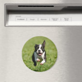 Boston Terrier Running Magnet (In Situ (Lave-vaisselle))