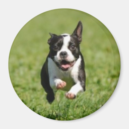 Boston Terrier Running Magnet (Devant)