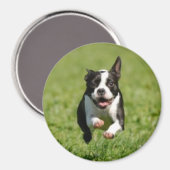 Boston Terrier Running Magnet Magneet (Voorkant / Achterkant)