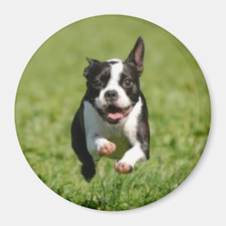 Boston Terrier Running Magnet Magneet