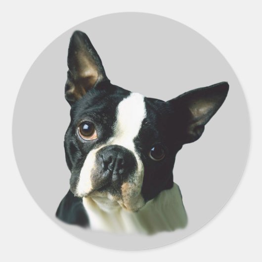 Boston Terrier Sticker (Voorkant)