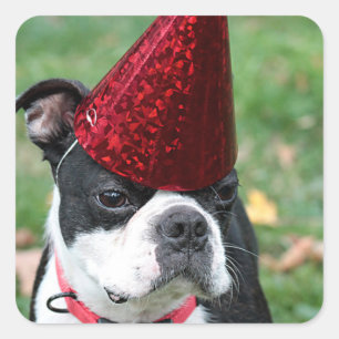 Boston Terrier Vierkante Sticker