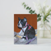 Boston Terrier Welpe Briefkaart (Staand voorkant)