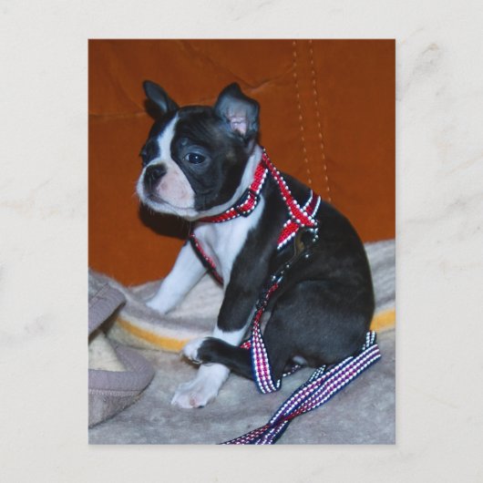 Boston Terrier Welpe Briefkaart (Voorkant)