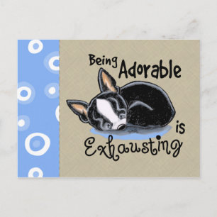 Boston Terrier wordt Schattig Briefkaart