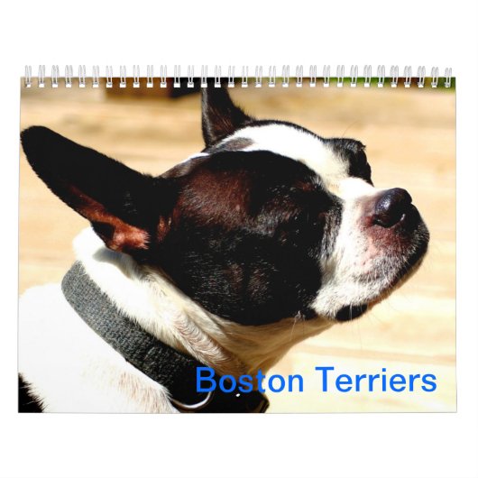 Boston Terriers Calender Kalender (Hoes)