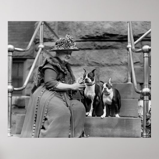 Boston Terriers, jaren 20 Poster (Voorkant)