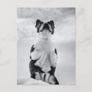 Boston Terrior Praying Briefkaart