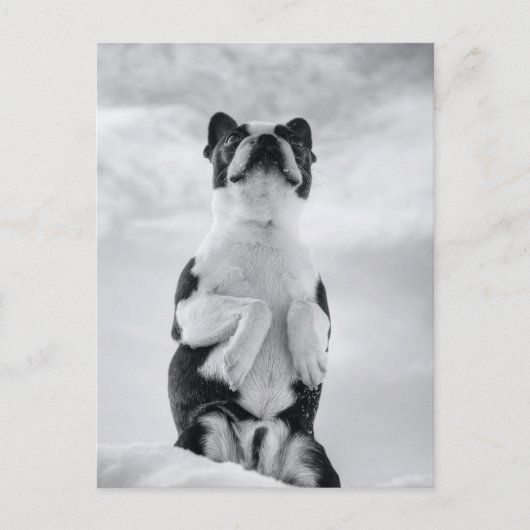 Boston Terrior Praying Briefkaart (Voorkant)