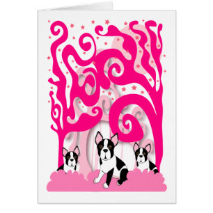 Bostons dans le rose