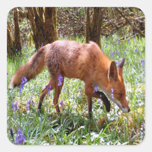 Bosvos in Blauwe Klokjes – Wilde Natuur Dier Vierkante Sticker