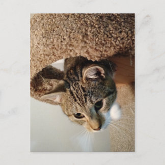 Boswachter de Kat Briefkaart