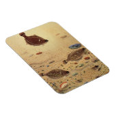  bot- en zeeboten magneet (Rechterzijde)