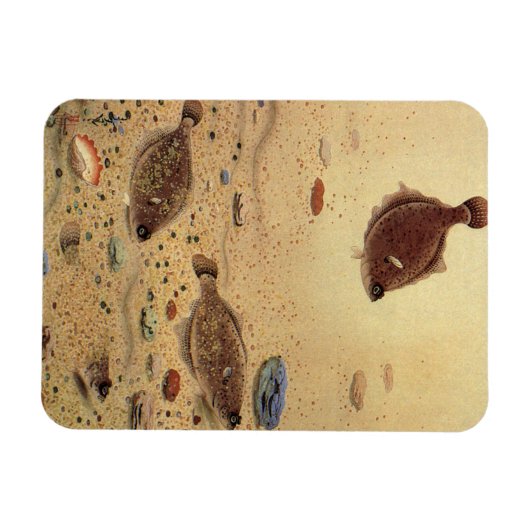  bot- en zeeboten magneet (Horizontaal)