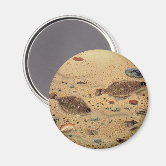 bot- en zeeboten magneet (Voorkant / Achterkant)