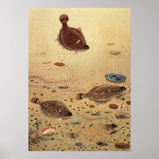  bot- en zeeboten poster (Voorkant)