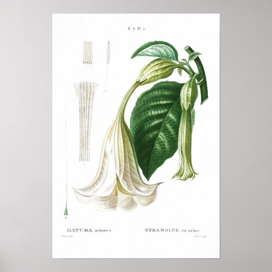 BOTANICAL "ANGEL'S TRUMPET" REDOUTÉ POSTER (Voorkant)
