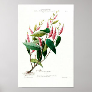  Botanical Le Carlatine Flore d Amerique Poster