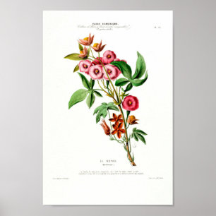  Botanical Le Noyau Flore D Amerique Poster