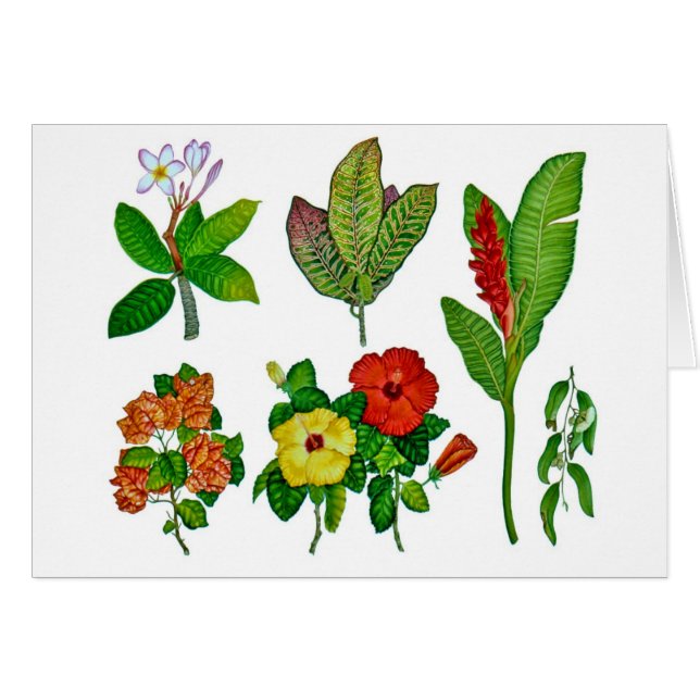 Botanicals tropical hawaïen (Devant horizontal)
