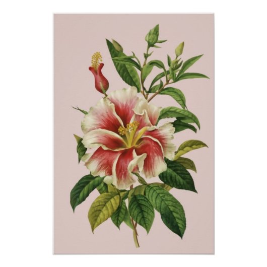 Botaniques Fleur d'époque Art Moderne II Affiche (Devant)