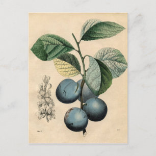  botanisch afdrukken - Plum Briefkaart