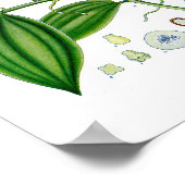 Botanisch bij:Vanilla-Planten Poster (Hoek)