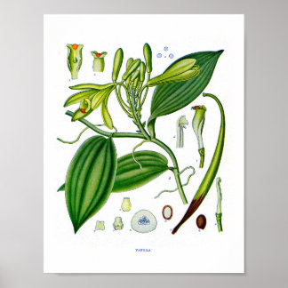 Botanisch bij:Vanilla-Planten Poster