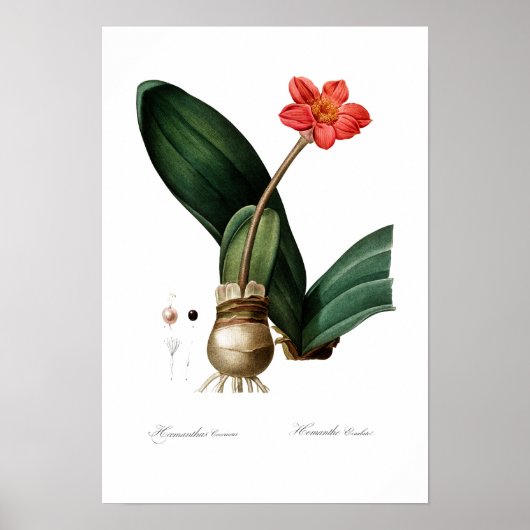 BOTANISCH BLOED LILY POSTER (Voorkant)